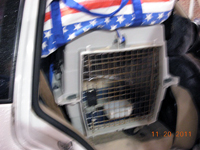 The CFA Intertional Cat Show
